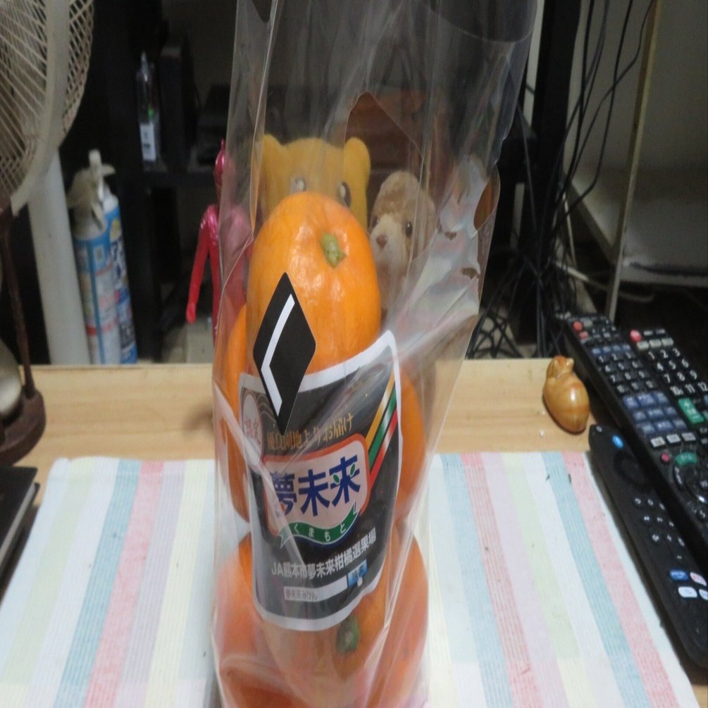 みかん(夢未来) Mikan (Dream Future)｜ 木蓮🐱Magnolia Mintaka