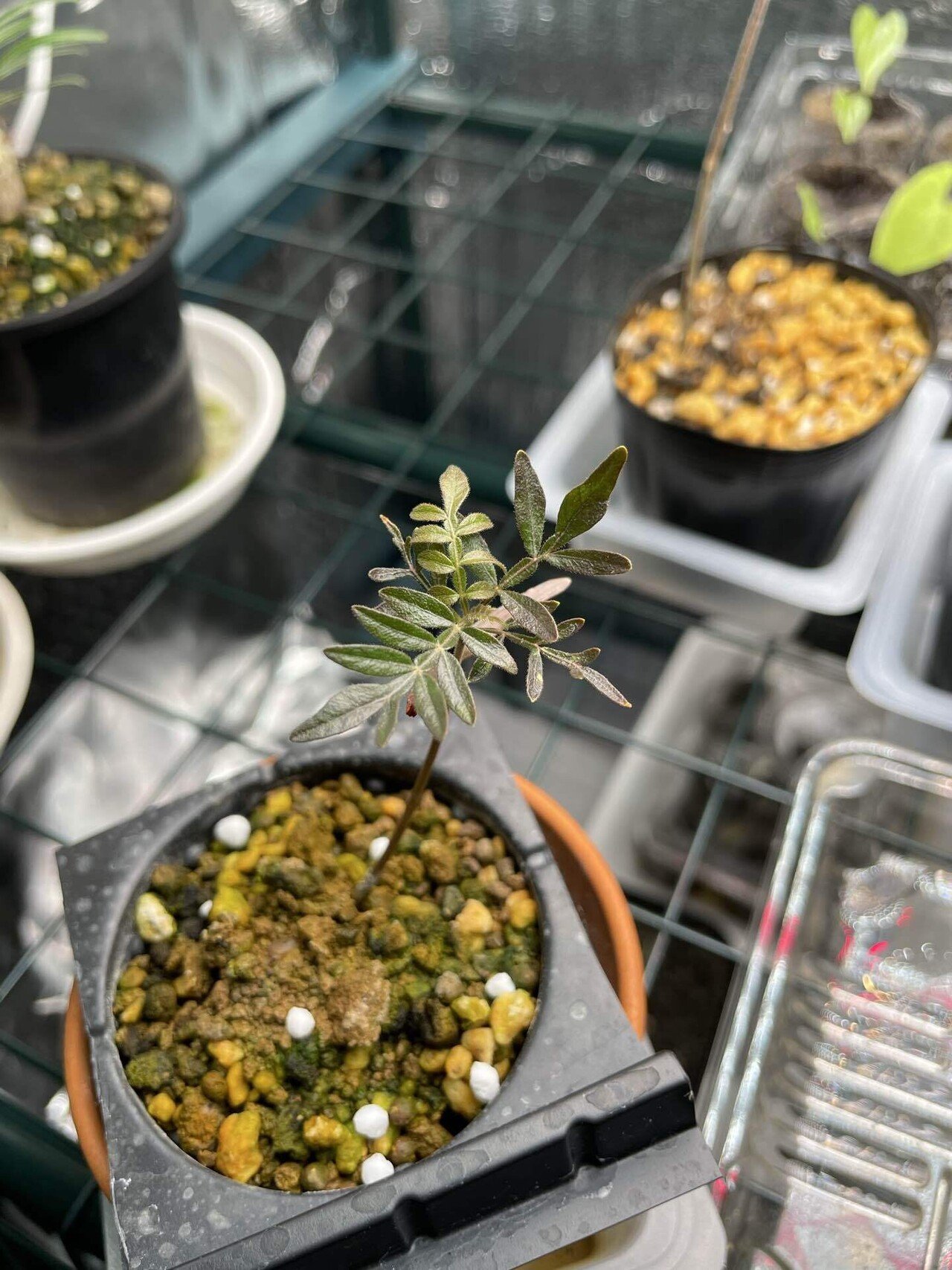 パキプス種から育ててみた｜Day134｜落葉したけどまた葉が出てきた