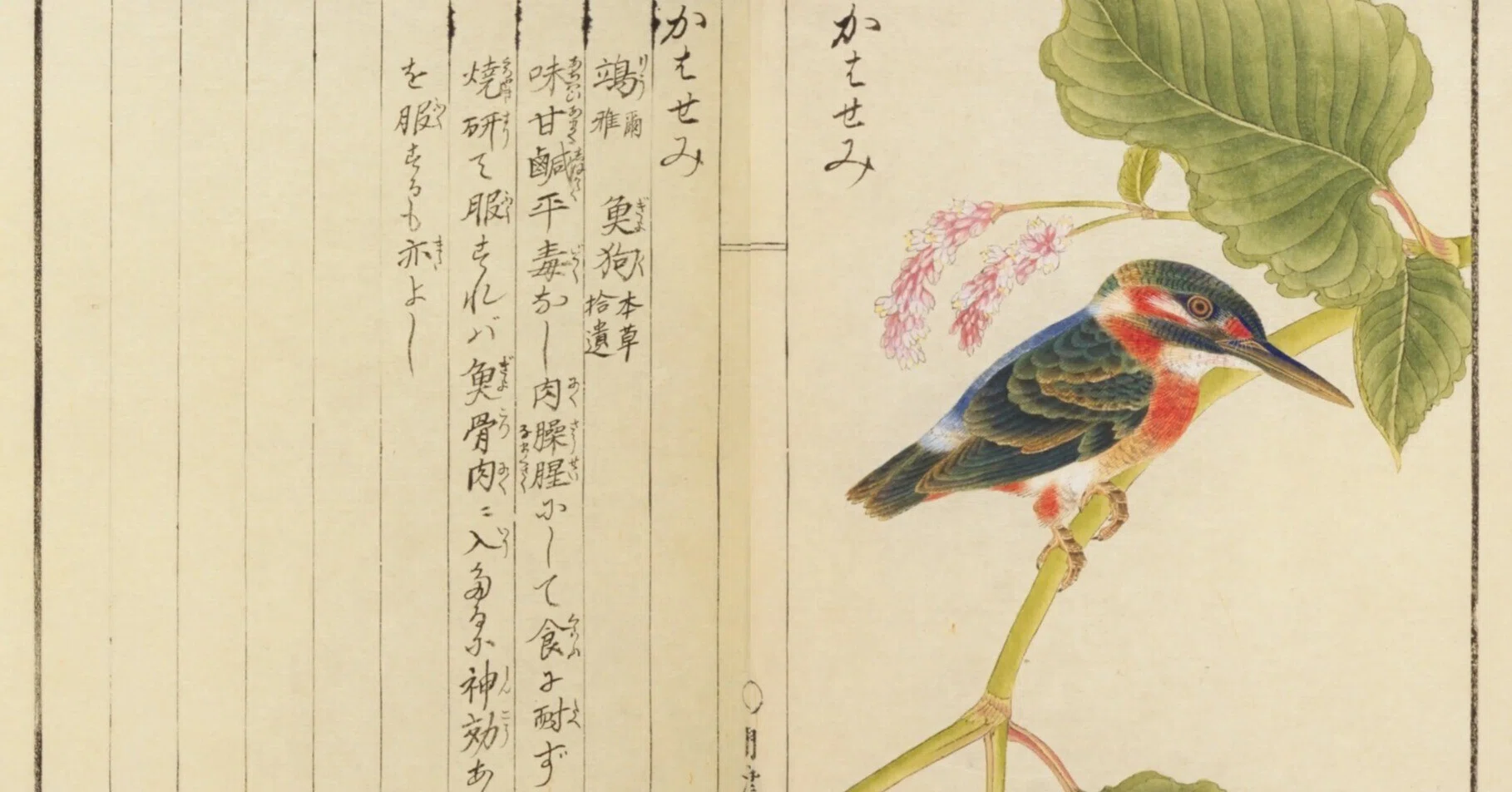 鳥図鑑】華鳥譜(19)かはせみ/すゝめ/かさゝぎ|mominaina 鳥図鑑】華鳥譜(19)かはせみ/すゝめ/かさゝぎ|mominaina