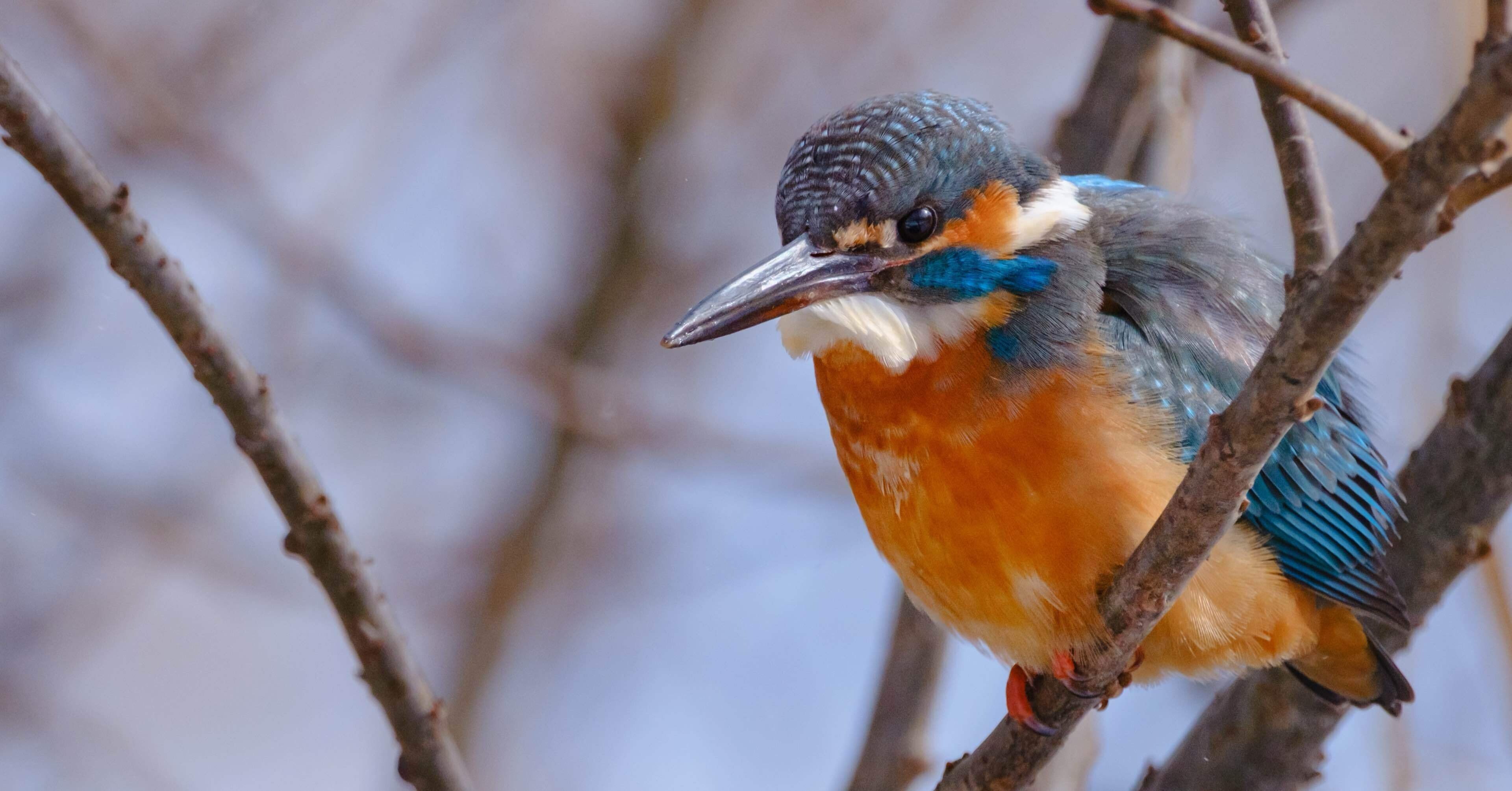 翡翠（カワセミ）に遊んでもらった日｜FUJIFILM X-T50 & XF150-600mm｜cap