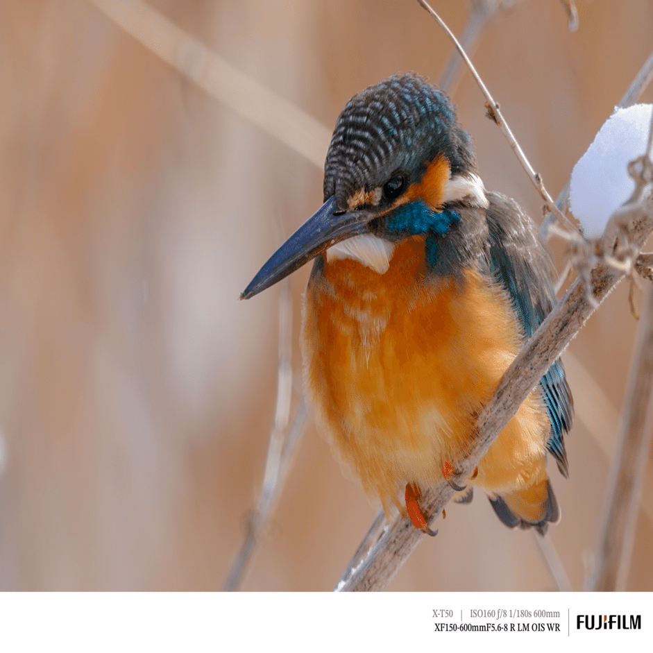 翡翠（カワセミ）に遊んでもらった日｜FUJIFILM X-T50 & XF150-600mm｜cap