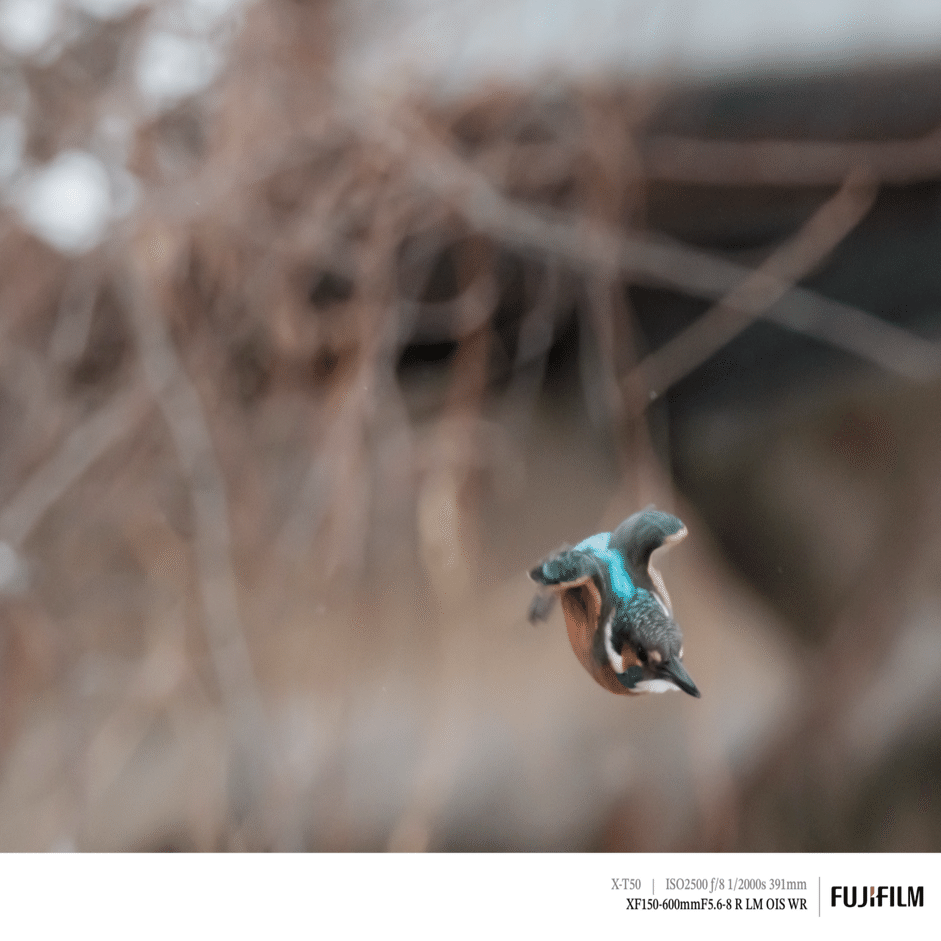 翡翠（カワセミ）に遊んでもらった日｜FUJIFILM X-T50 & XF150-600mm｜cap