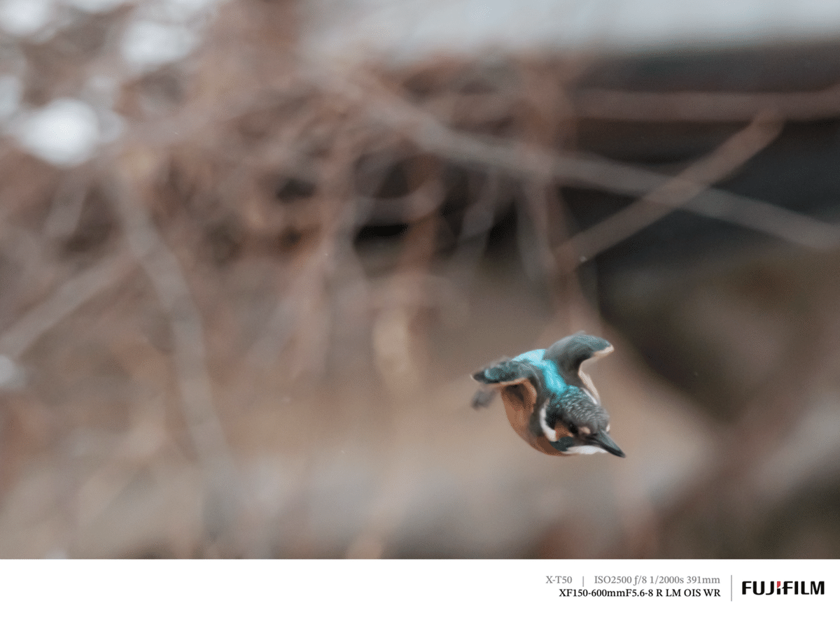 翡翠（カワセミ）に遊んでもらった日｜FUJIFILM X-T50 & XF150-600mm｜cap
