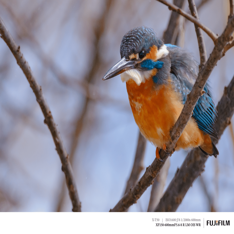 翡翠（カワセミ）に遊んでもらった日｜FUJIFILM X-T50 & XF150-600mm｜cap