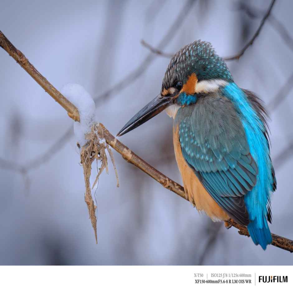 翡翠（カワセミ）に遊んでもらった日｜FUJIFILM X-T50 & XF150-600mm｜cap