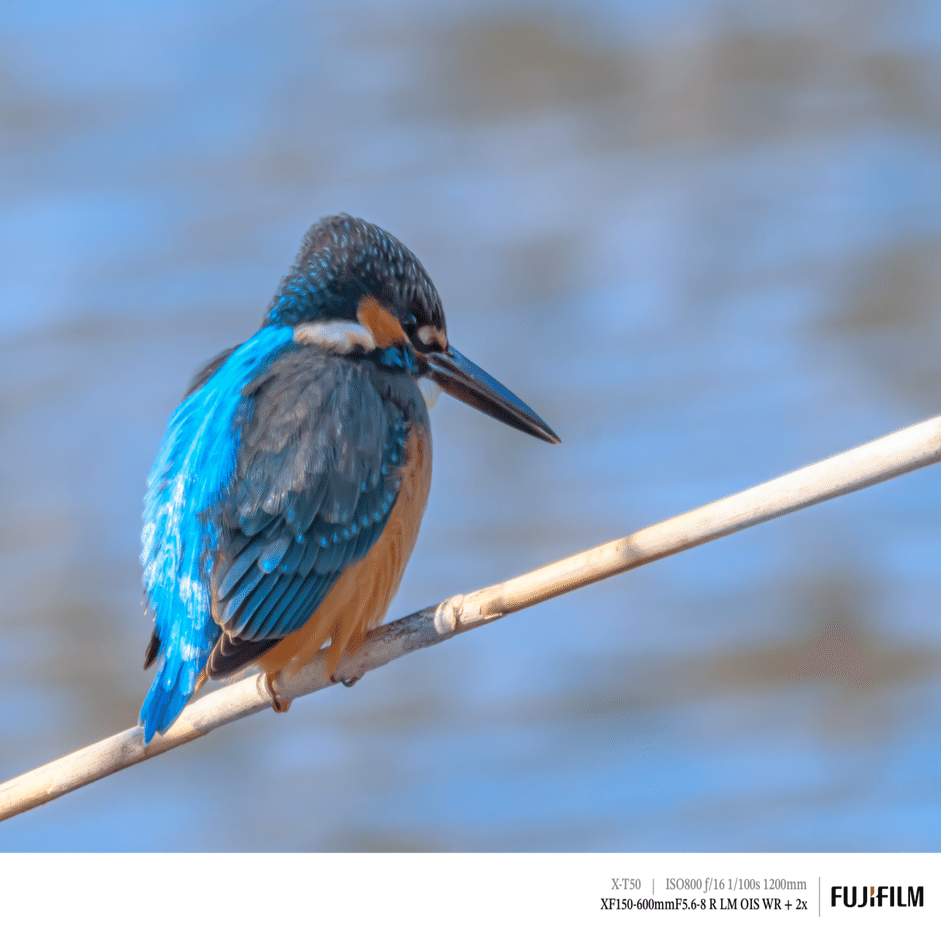 天然翡翠 根付 掛物 H6–17 翡翠（カワセミ）に遊んでもらった日｜FUJIFILM X-T50 & XF150-600mm｜cap