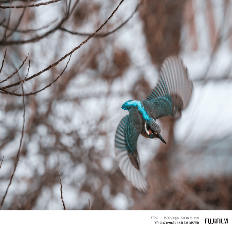 翡翠（カワセミ）に遊んでもらった日｜FUJIFILM X-T50 & XF150-600mm｜cap