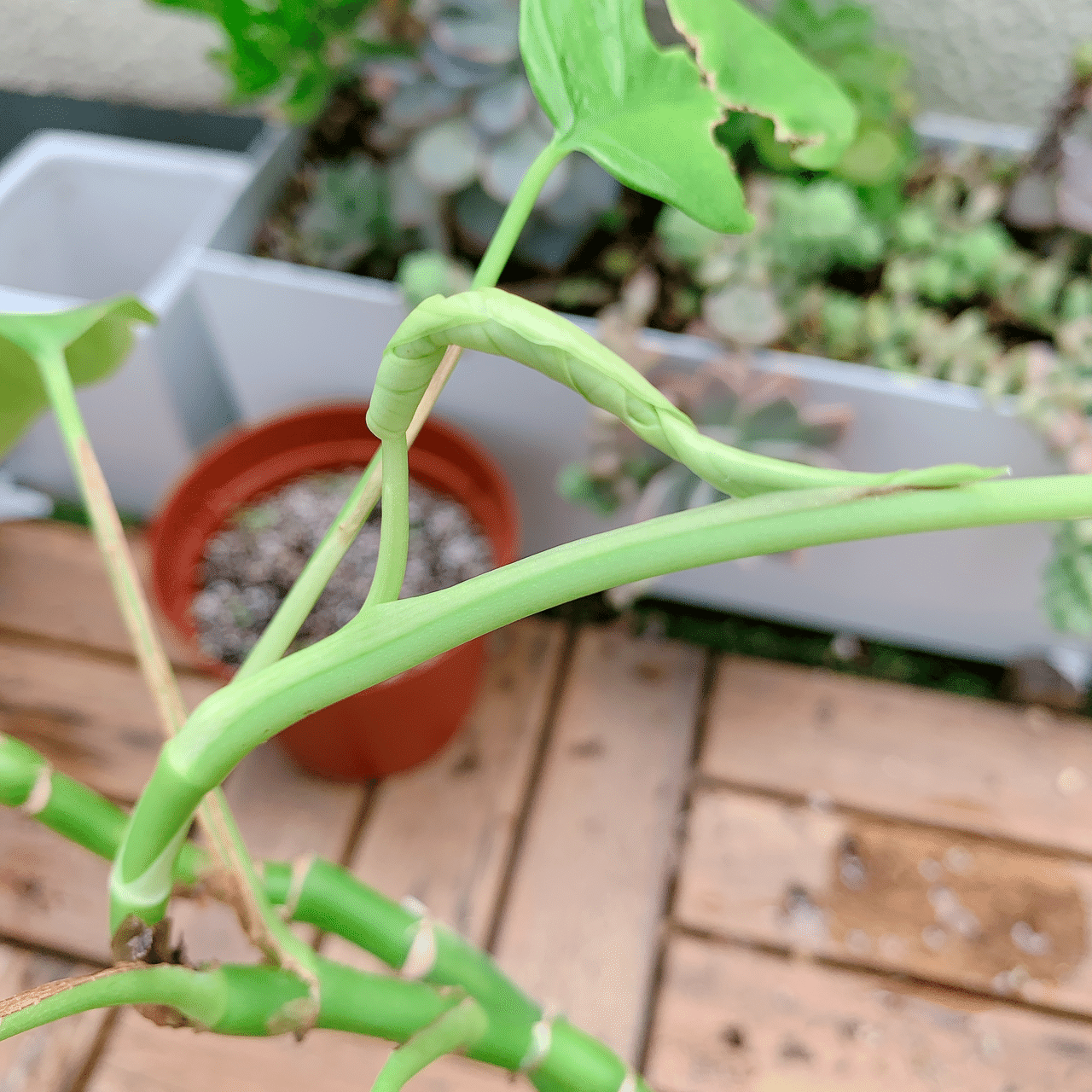 姫モンステラの赤ちゃんの葉っぱ 茎にいつのまにか張り付いていて くるくるしてて 離れて開くと切れ込みが入ってる 面白いなぁ Kureha Note 姫モンステラの赤ちゃんの葉っぱ 茎にいつのまにか張り付いていて くるくるしてて 離れて開くと切れ込みが入ってる 面白いなぁ Kureha Note