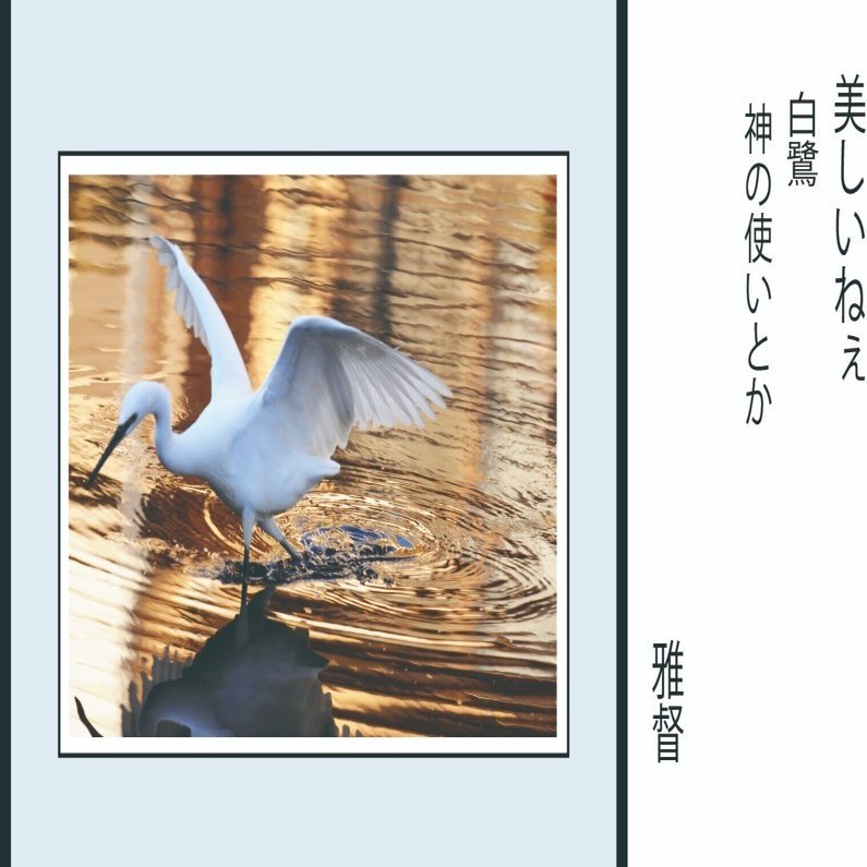 写真を愉しむ 美しいねぇ 白鷺 神の使いという言葉がふっと浮かぶ