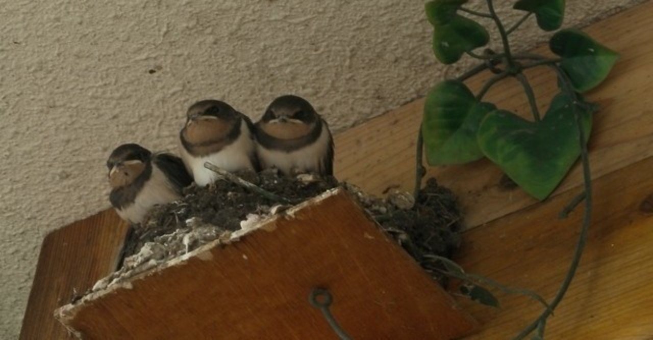 若いツバメが巣を作る Ijo Katuki Note 若いツバメが巣を作る Ijo Katuki Note