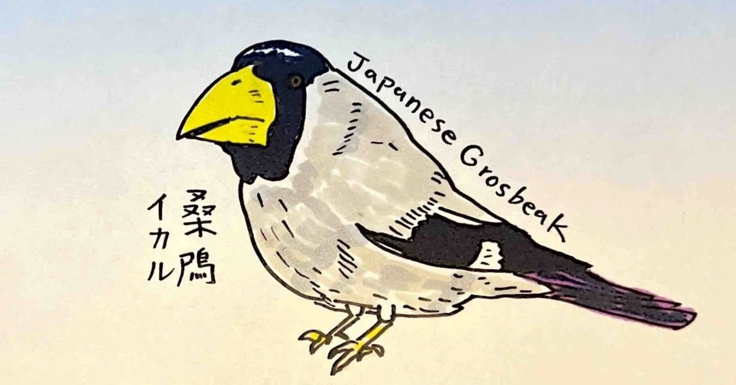 多摩 長池公園で探鳥してきました｜himekuri365