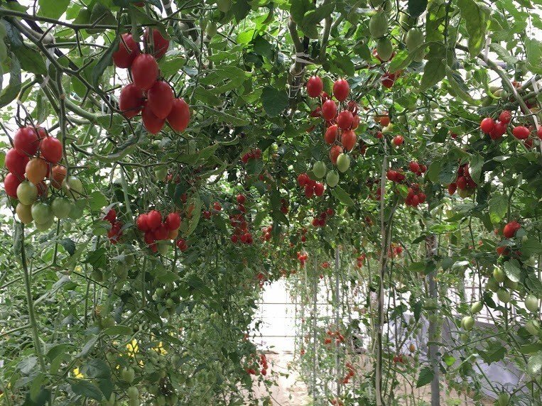 美味しいトマトができるまで！トマト農家「石原農園」栽培・収穫ツアー～農家のこだわり栽培講座、トマト食べ比べ、トマト脇芽持ち帰り～6