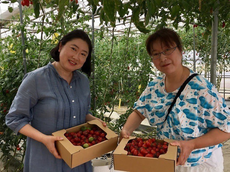 美味しいトマトができるまで！トマト農家「石原農園」栽培・収穫ツアー～農家のこだわり栽培講座、トマト食べ比べ、トマト脇芽持ち帰り～8