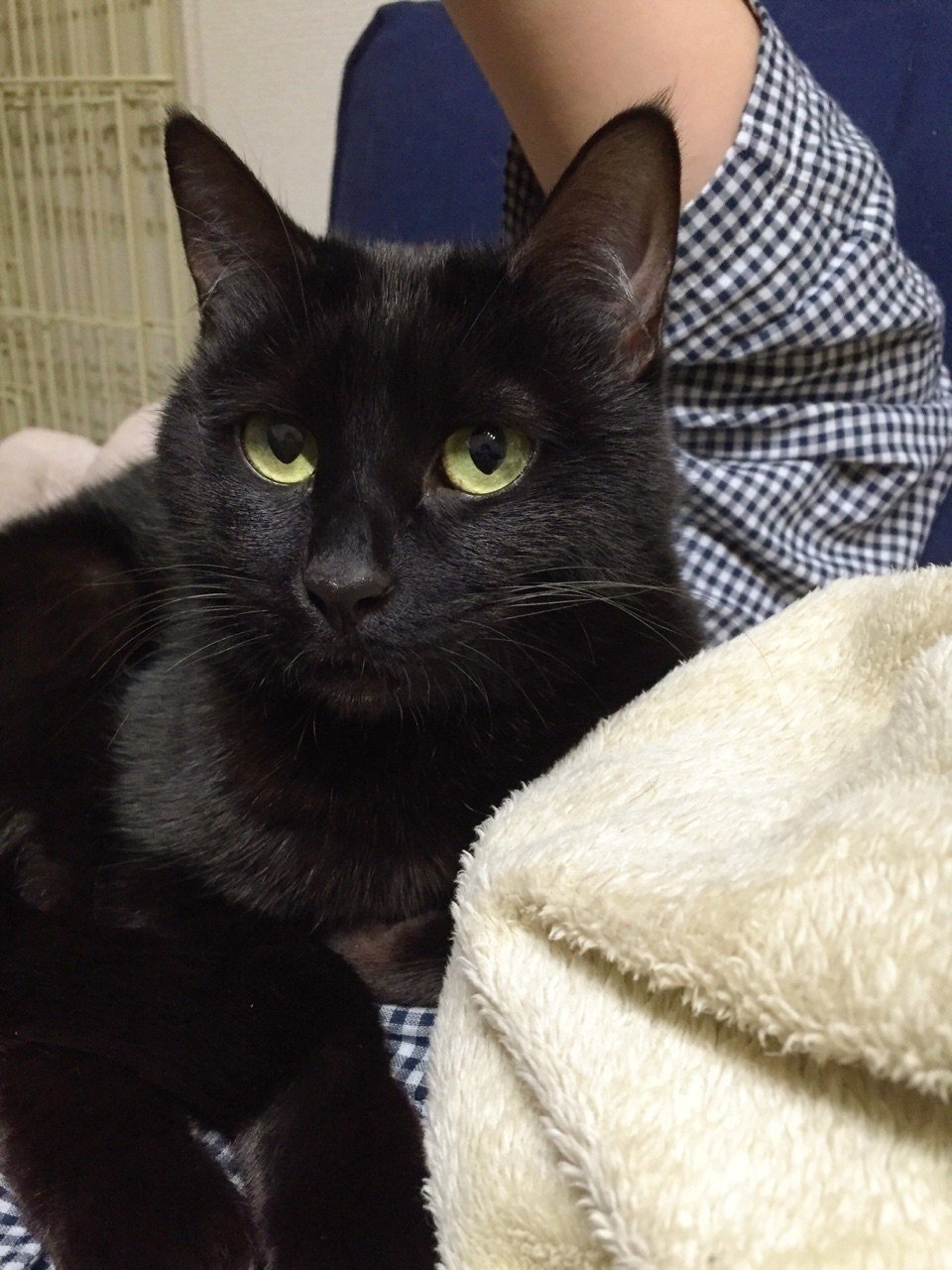 ねこカレンダー16年02月 Sae Note ねこカレンダー16年02月 Sae Note