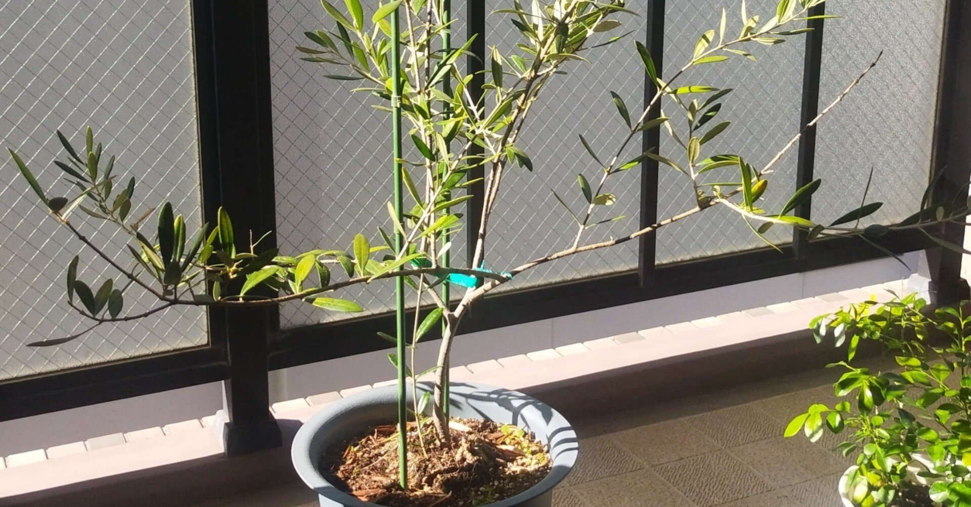 オリーブの木に支柱を立てる｜日々よしなしごと