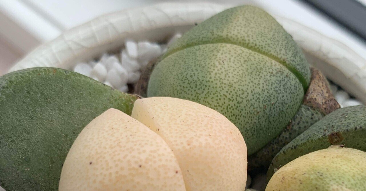 令和の桃太郎と過ごした2年半｜まんま