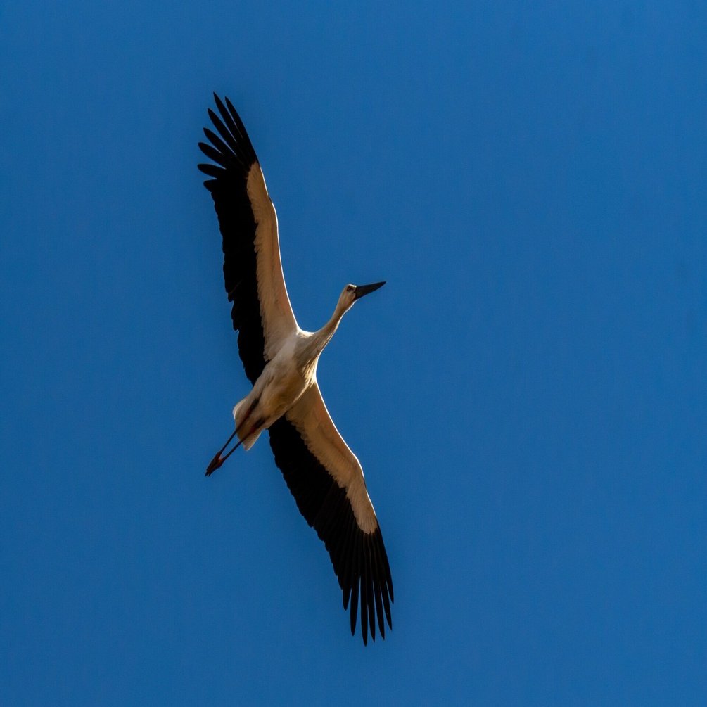 冬の渡良瀬遊水地の野鳥 2026年1月編｜Hiro