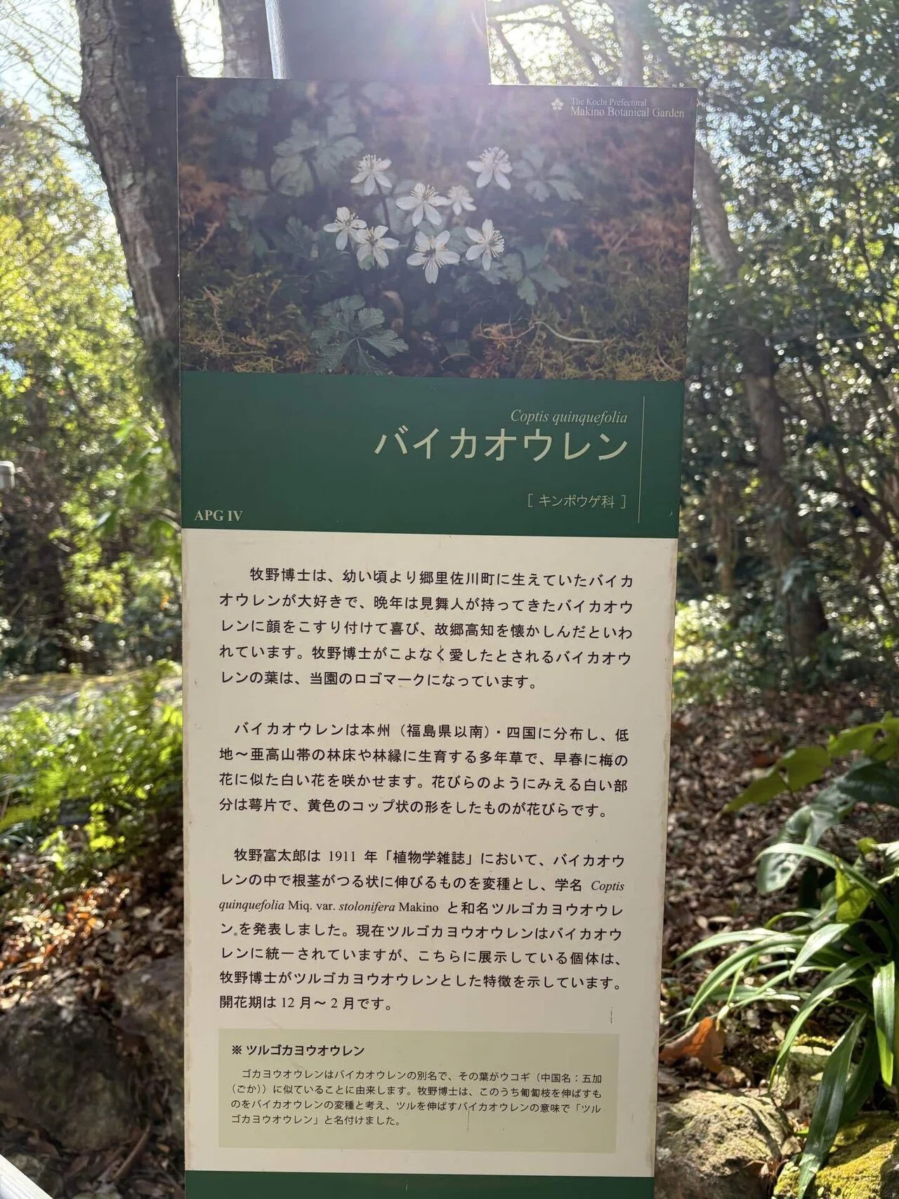 バイカオウレン花ある記｜猫足三粒@高知