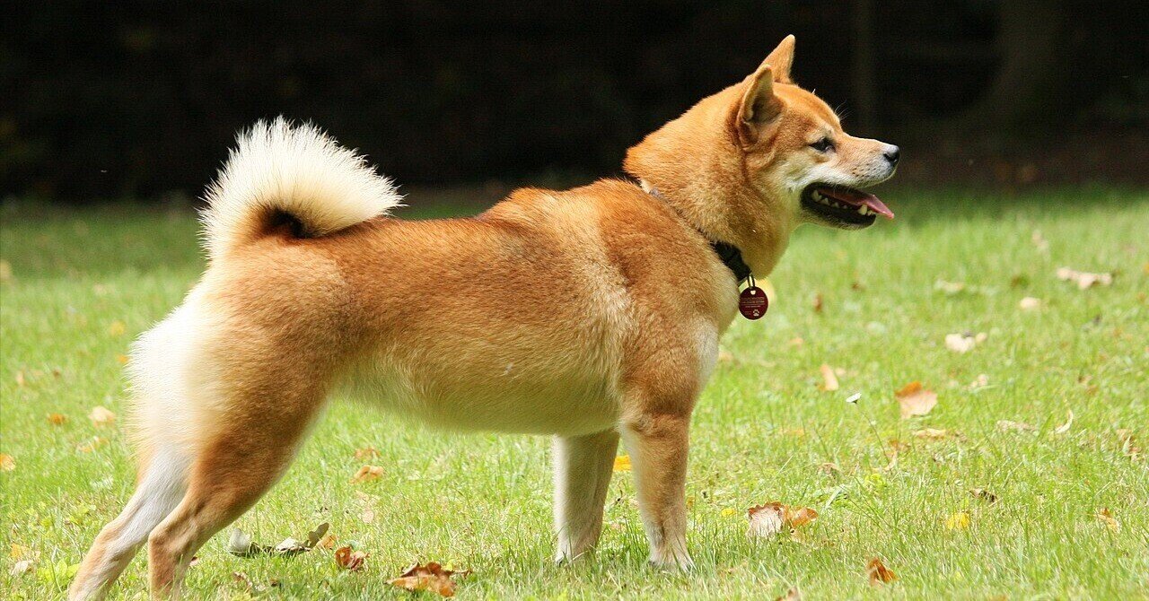 Qubic：Dogecoin マイニング実装ロードマップ（26年01月時点）｜Daiju Azuma