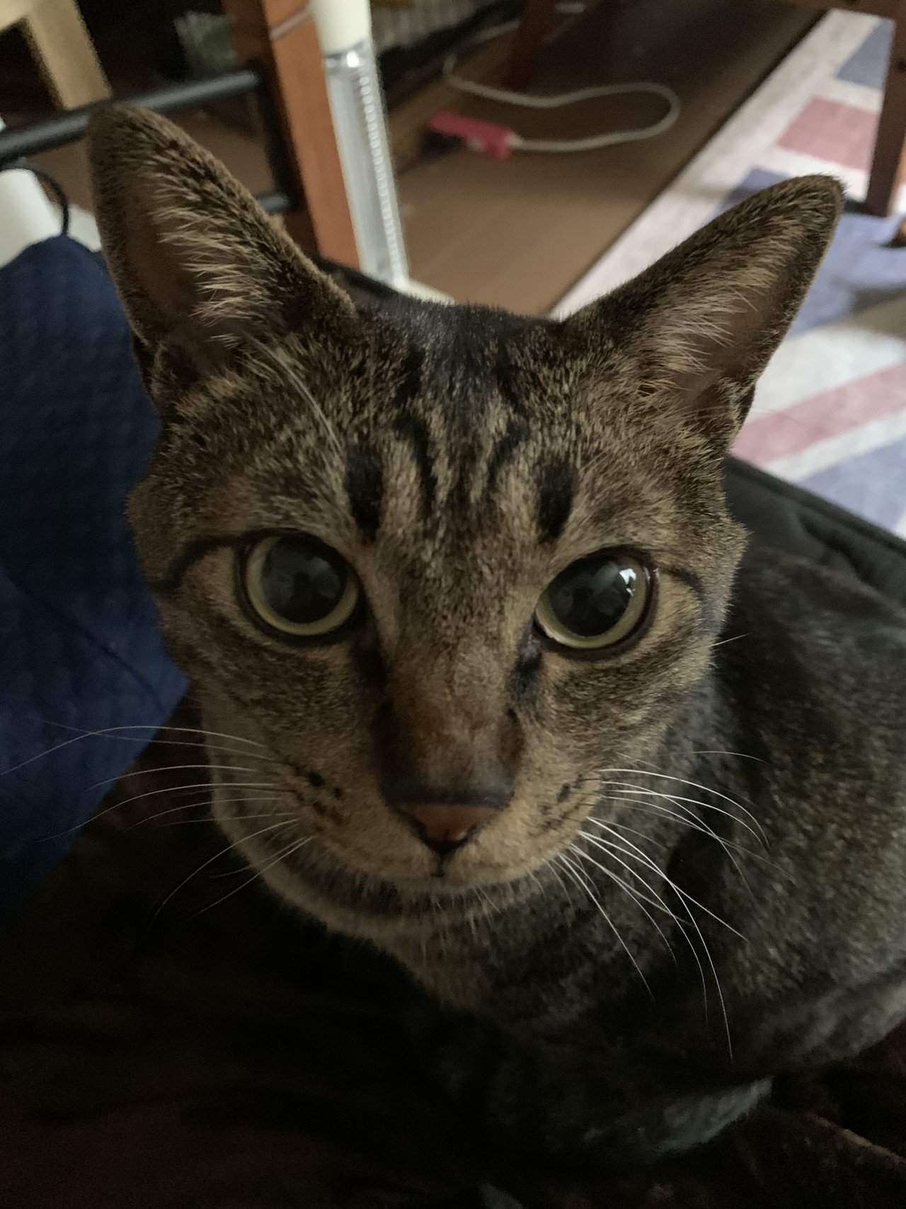もう この鬱め どっかいけ ねこまにあ Note もう この鬱め どっかいけ ねこまにあ Note
