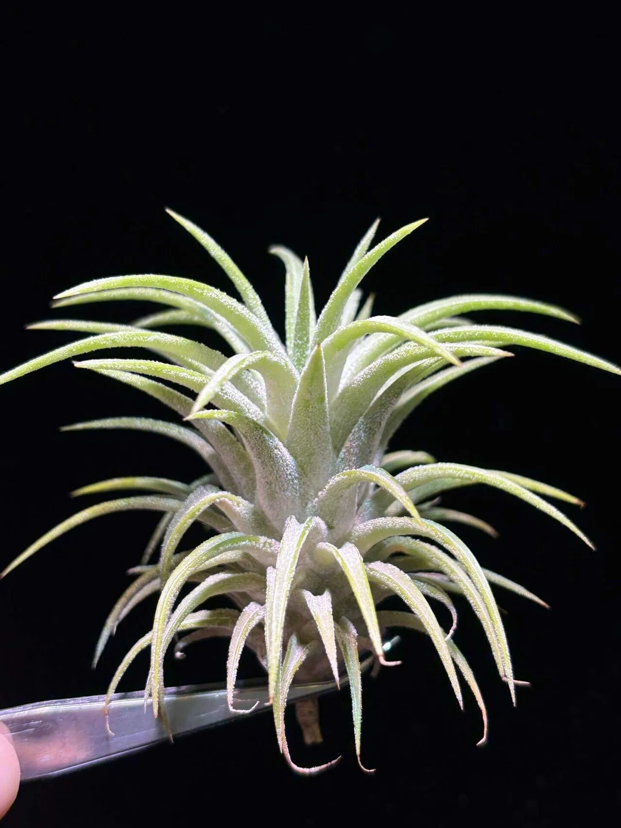 ionantha'Fire of Tinco' x ionantha var.van-hyningii ex.Stanley