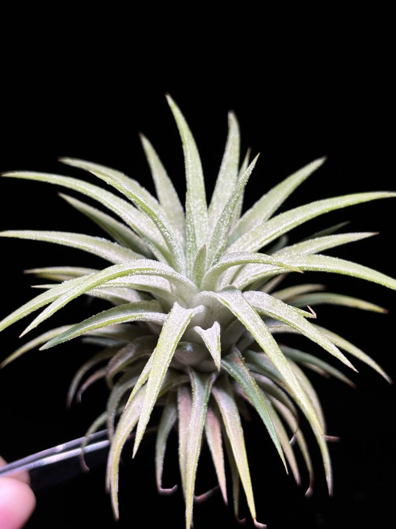 ionantha'Fire of Tinco' x ionantha var.van-hyningii ex.Stanley