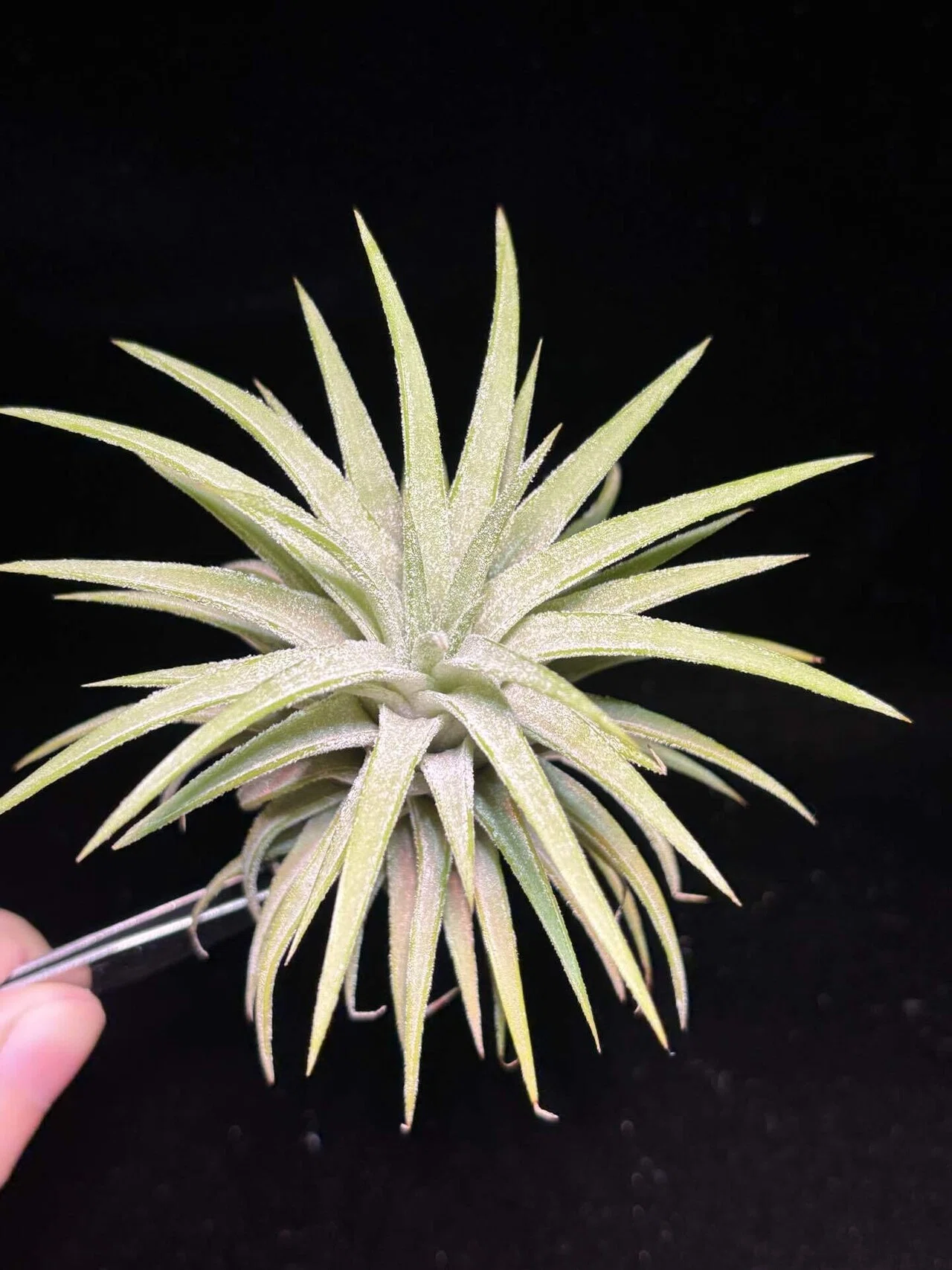 ionantha'Fire of Tinco' x ionantha var.van-hyningii ex.Stanley