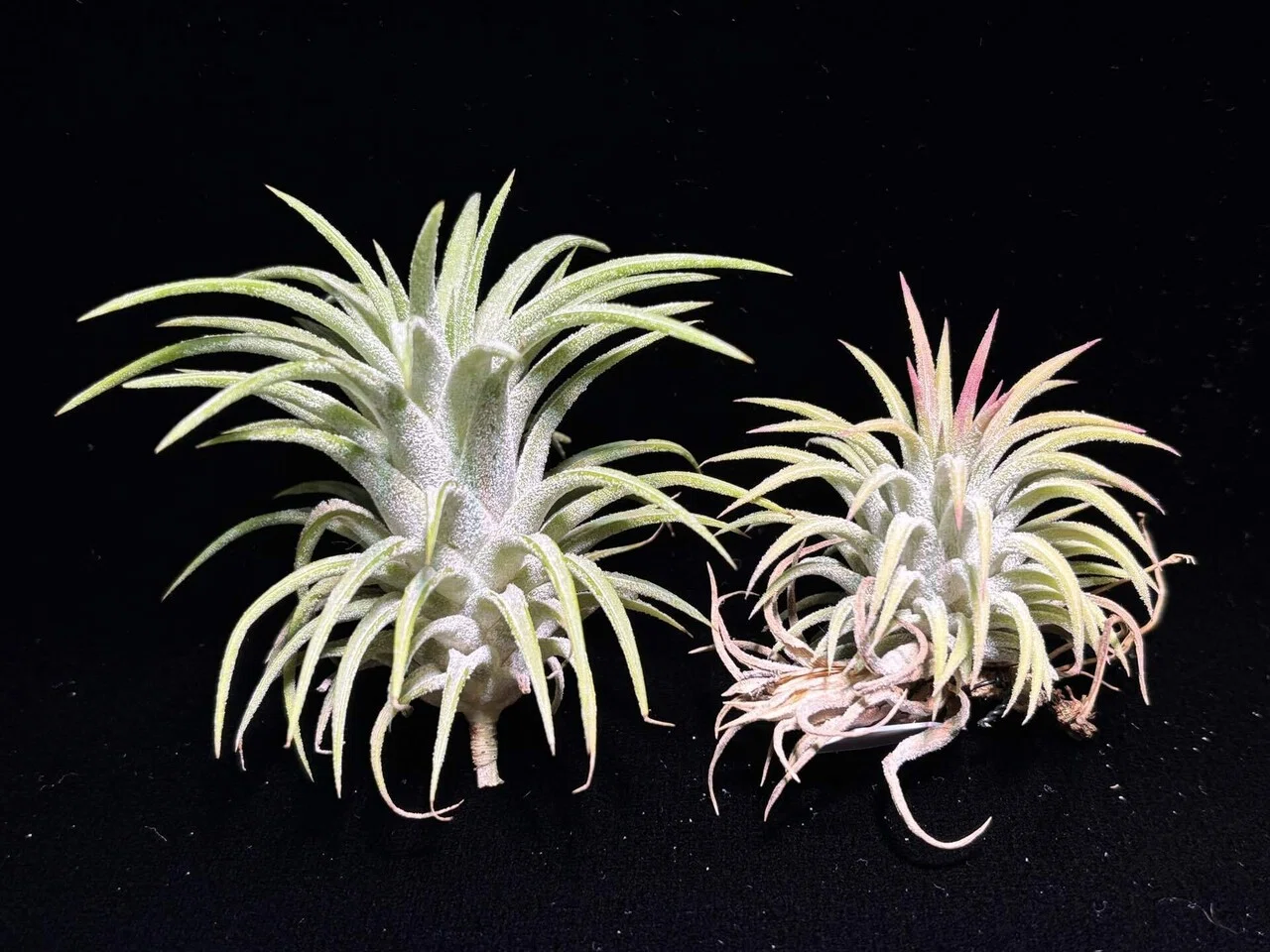 ionantha'Fire of Tinco' x ionantha var.van-hyningii ex.Stanley