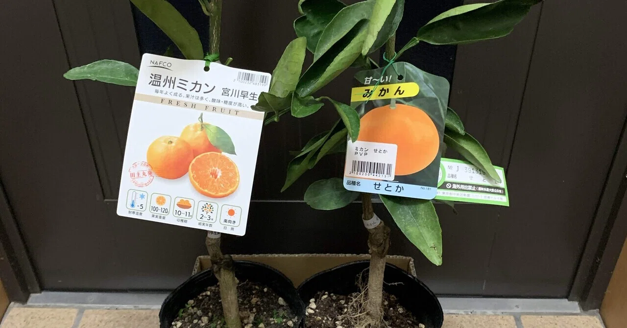 全文無料】みかん2株（宮川早生・せとか）から始める超小規模副収入の