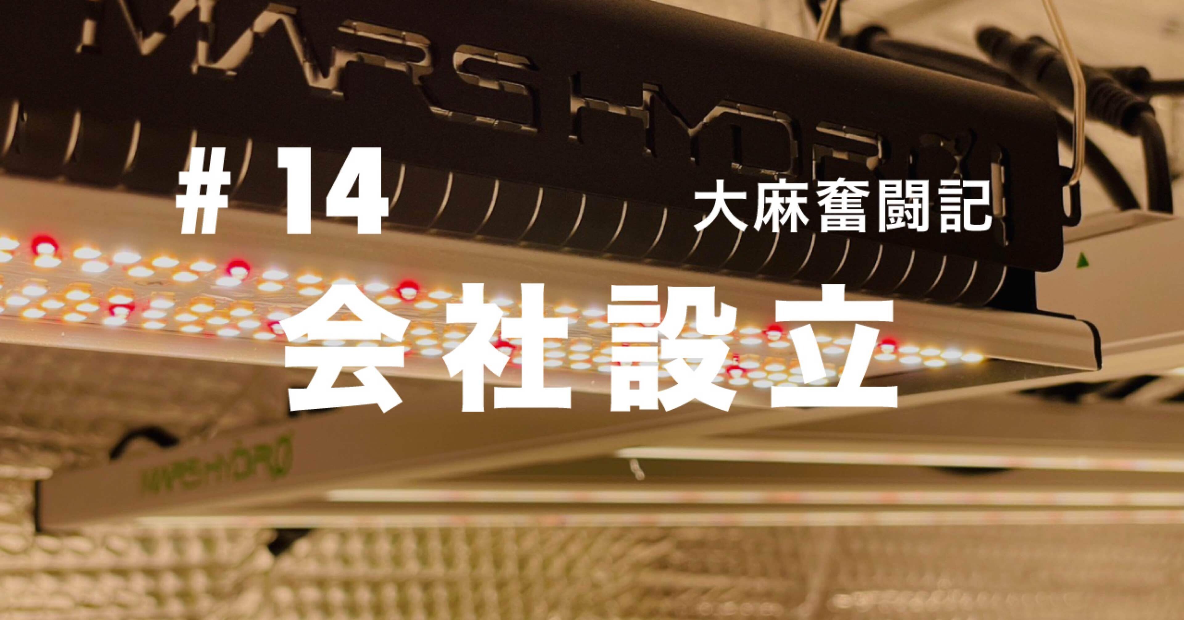 大麻奮闘記 #14｜会社設立｜さくら｜タイで海外起業