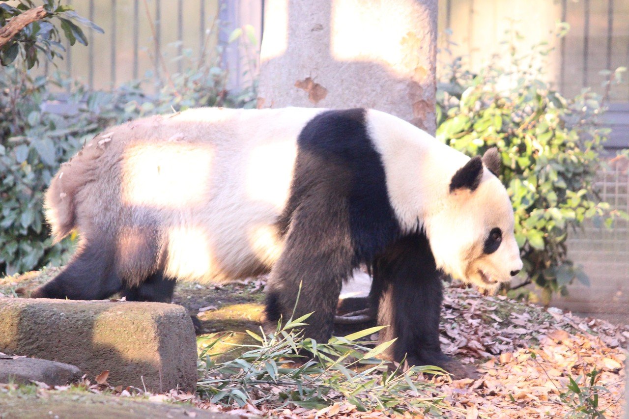 写真集 上野動物園編 いけだ さえ 猫好き国内トラベラー Note 写真集 上野動物園編 いけだ さえ 猫好き国内トラベラー Note