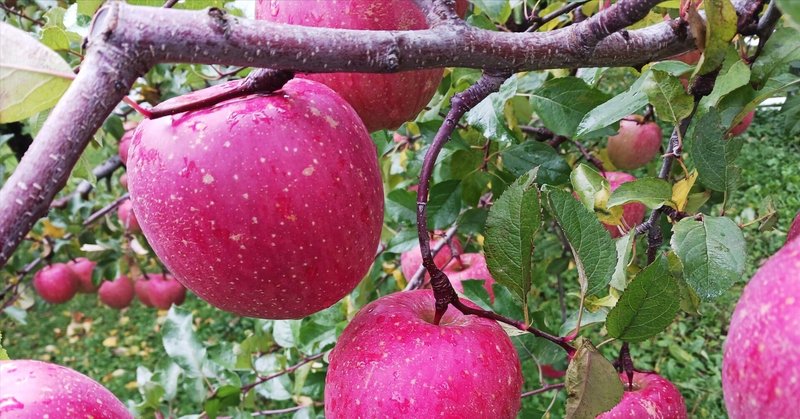 ふじにも色々ある