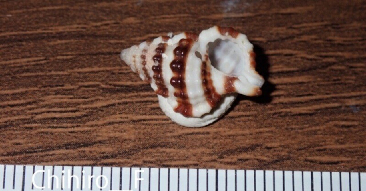 拾いに行くならこんな貝殻㉗ナガサキニシキニナ,ムカシタモトガイ