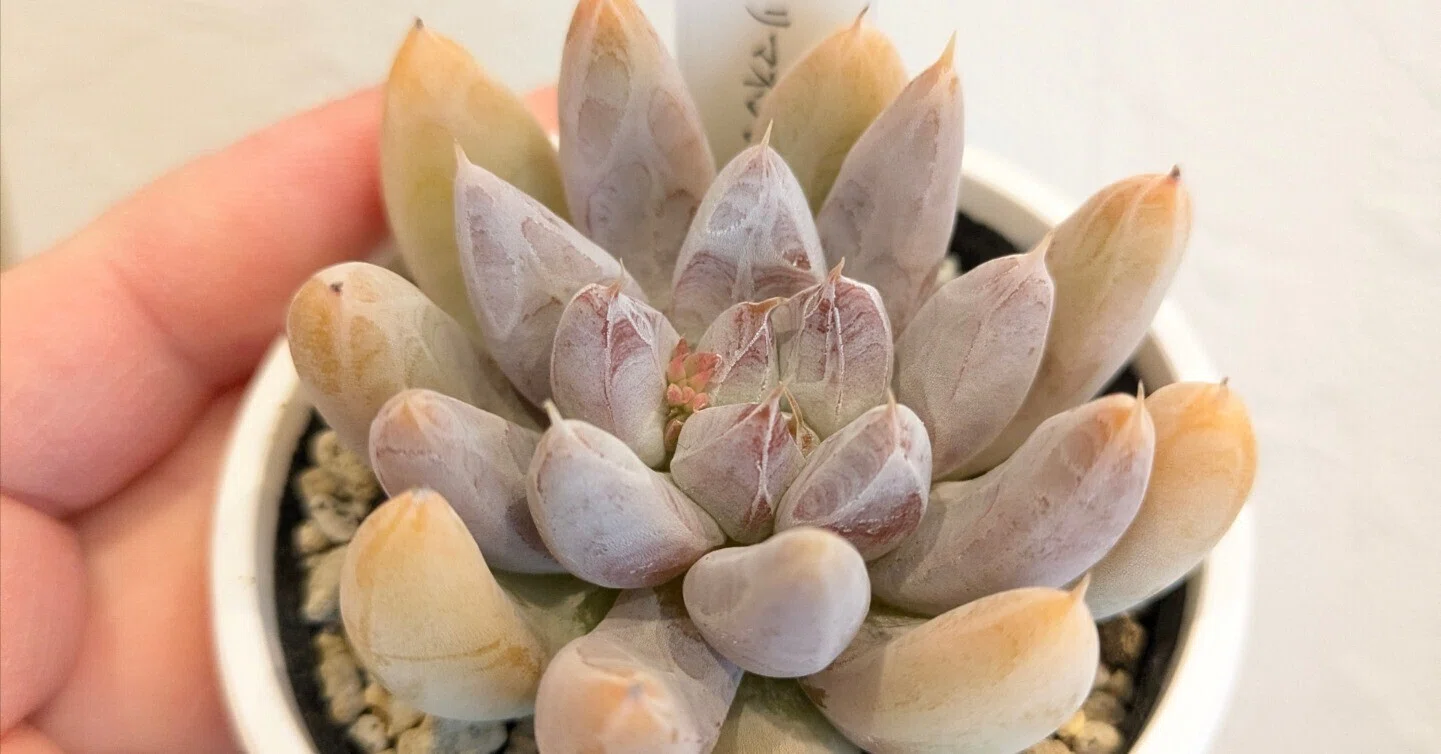 多肉植物】エケベリア属トリマネンシス をお迎えしました!!｜そよ