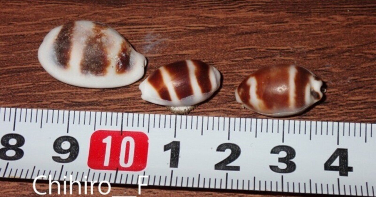 拾いに行くならこんな貝殻㉙イモフデガイ,アラスジケマンガイ,ジュズ