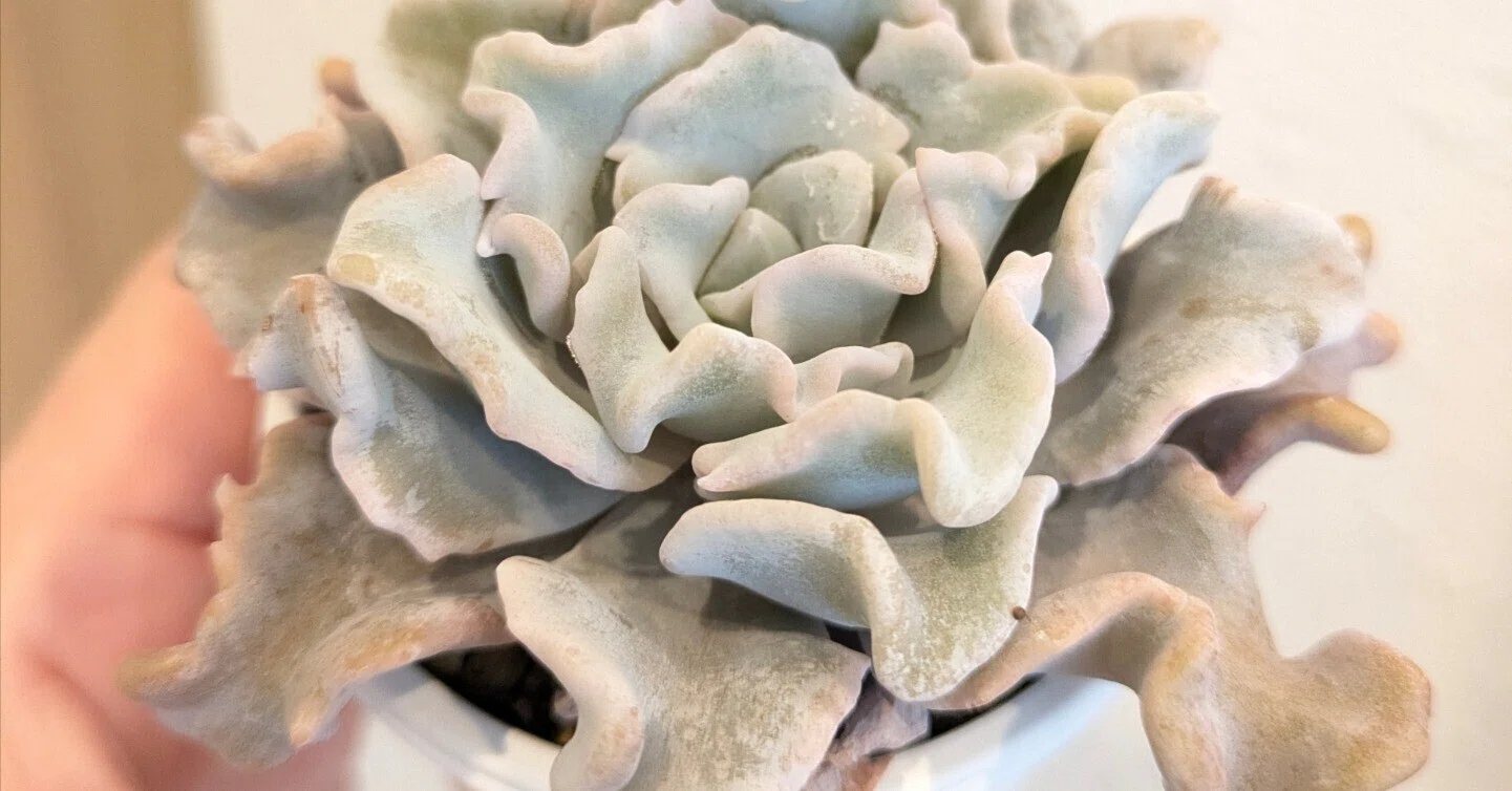 多肉植物】エケベリア属クリスペートビューティーをお迎えしました｜そよ