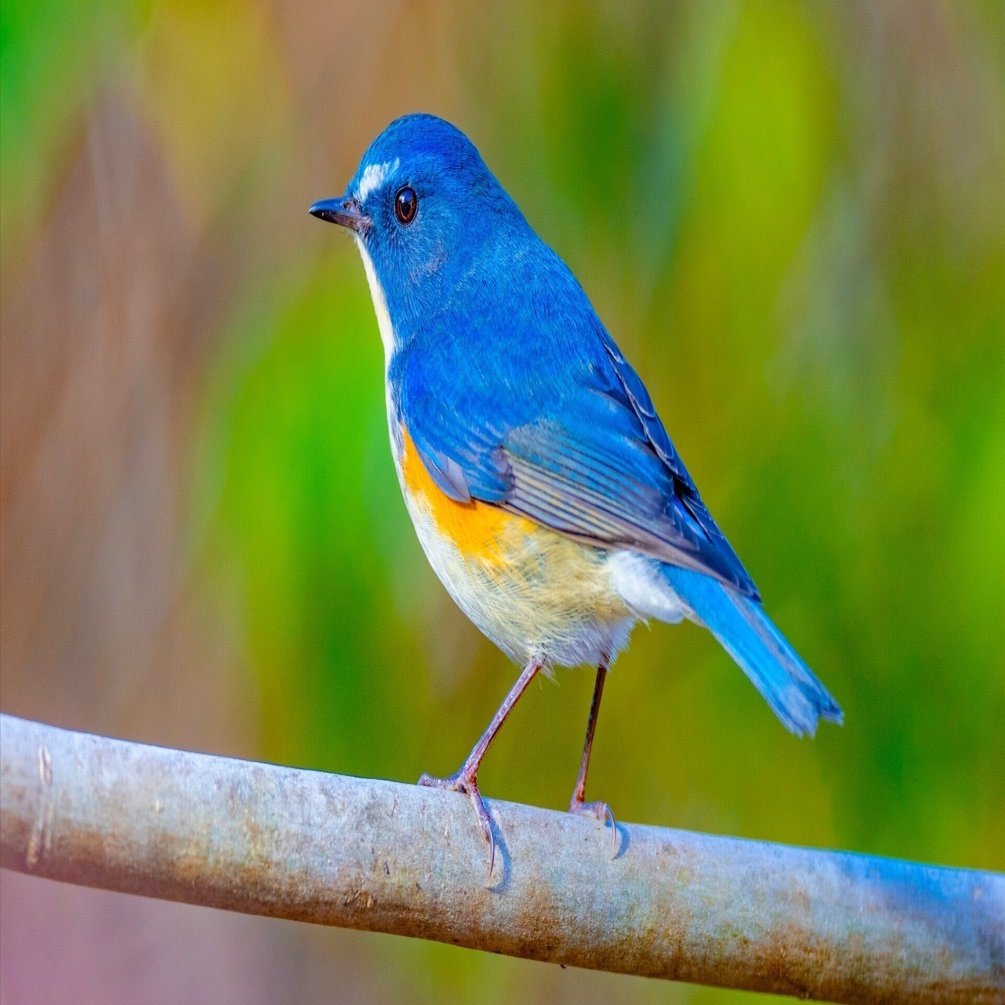 幸せの青い鳥｜癌爺