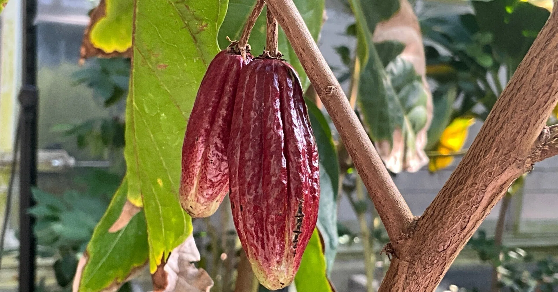 カカオの果実（京都府立植物園）：2026年2月10日（火）｜藤井秀昭