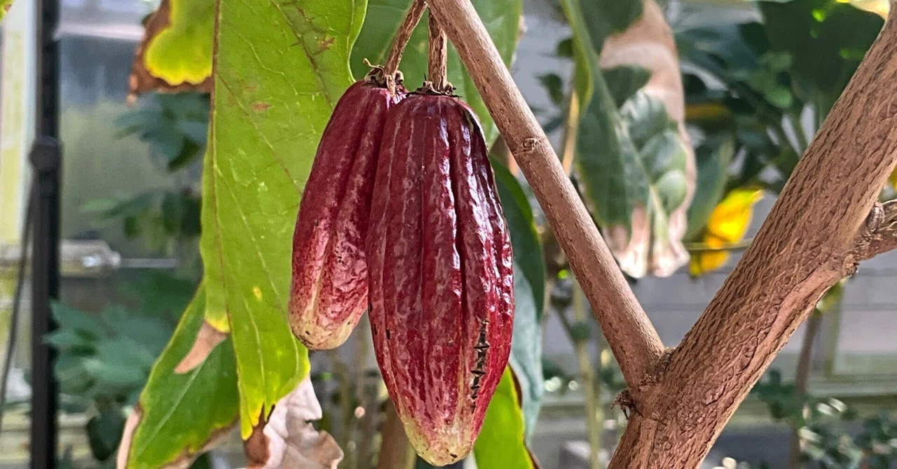 カカオの果実（京都府立植物園）：2026年2月10日（火）｜藤井秀昭