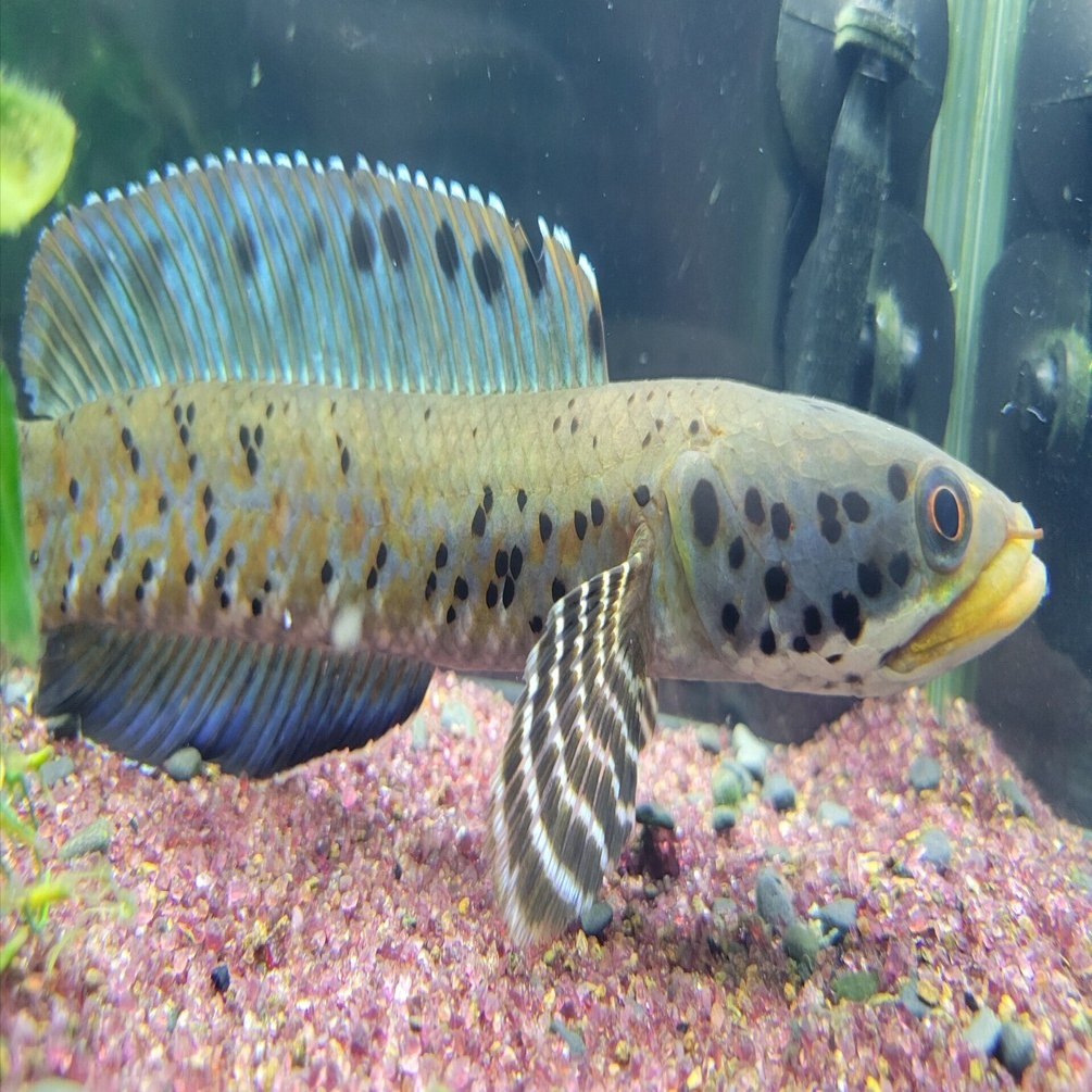 オルナティピンニス チャンナ オルナティピンニス(channa ornatipinnis)飼育の巻｜OSSA
