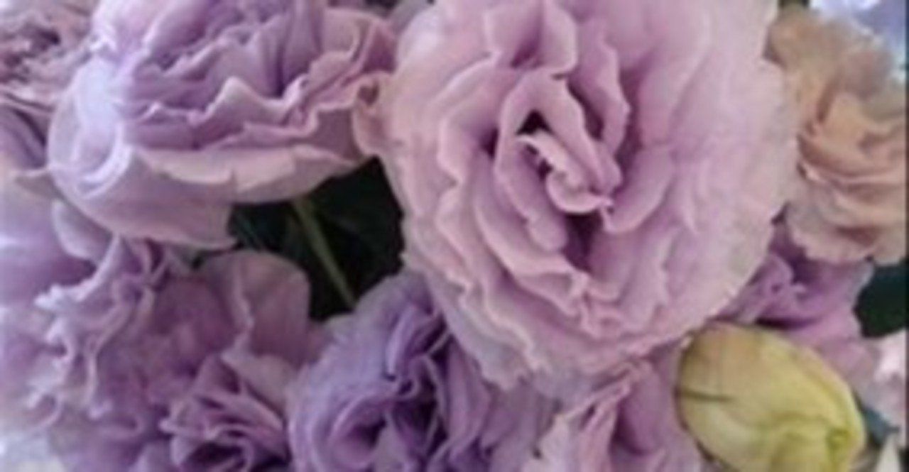 恒星パラン No 065 レグルス Regulus 恒星と精神世界と日常生活 Yumiko 恒星パラン No 065 レグルス Regulus 恒星と精神世界と日常生活 Yumiko