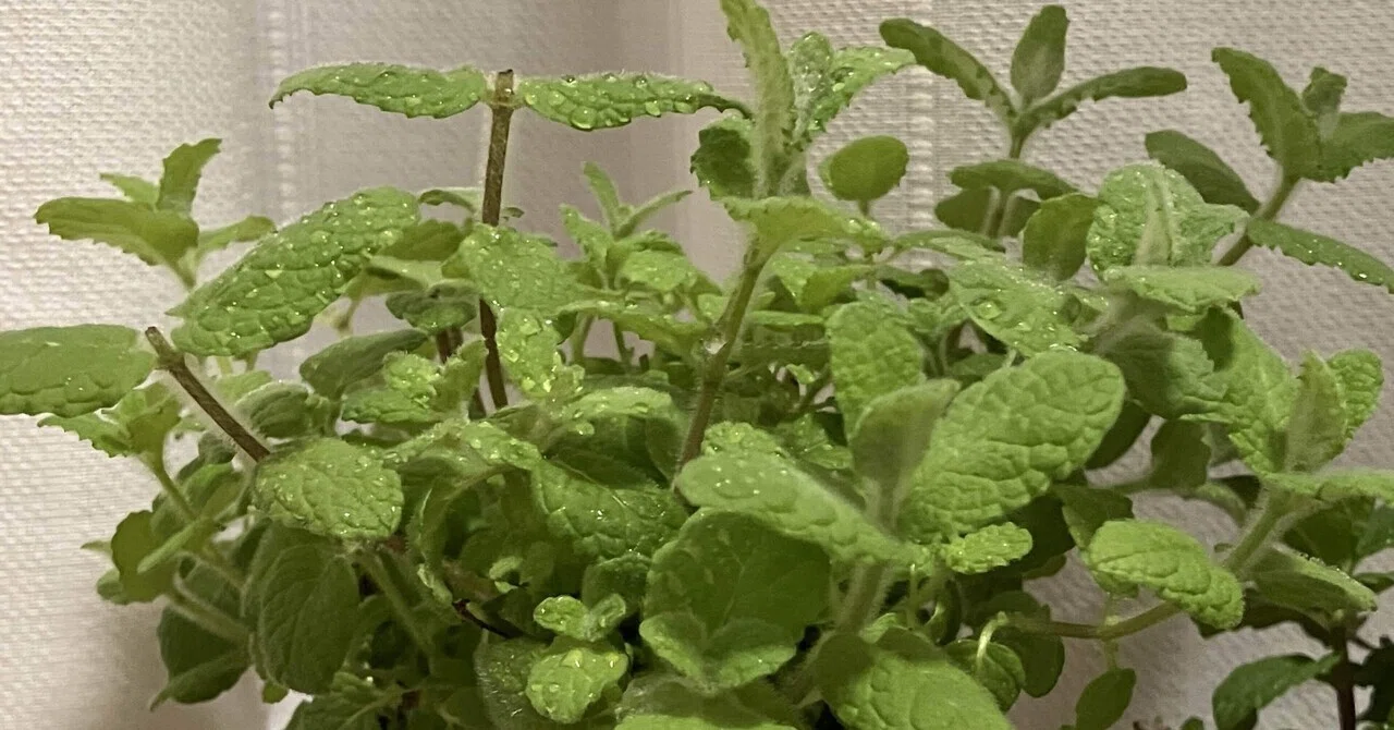 プランターいらず！アップルミント成長記録（1ヶ月水耕）｜植物☆めめ