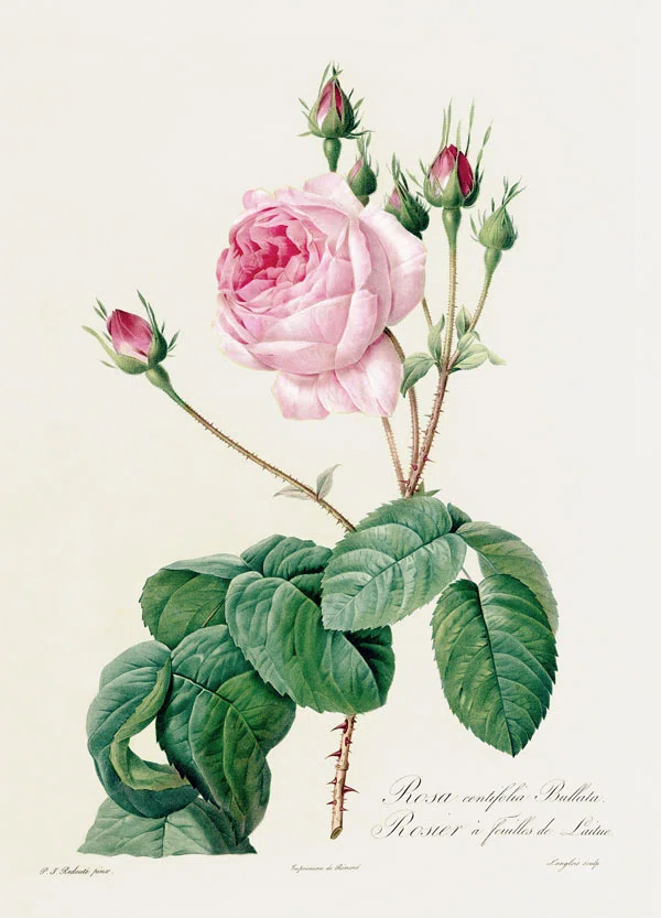 Redouté: The World's Most Beautiful Roses Left Behind by a Court