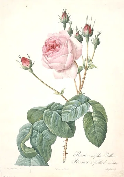 P.J. Redouté ピンクのバラ 絵画 ルドゥーテ 宮廷画家が残した世界で最も美しい薔薇の花たち｜EGGSEED
