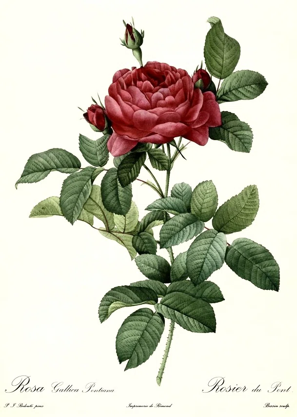 ルドゥーテ 宮廷画家が残した世界で最も美しい薔薇の花たち｜EGGSEED