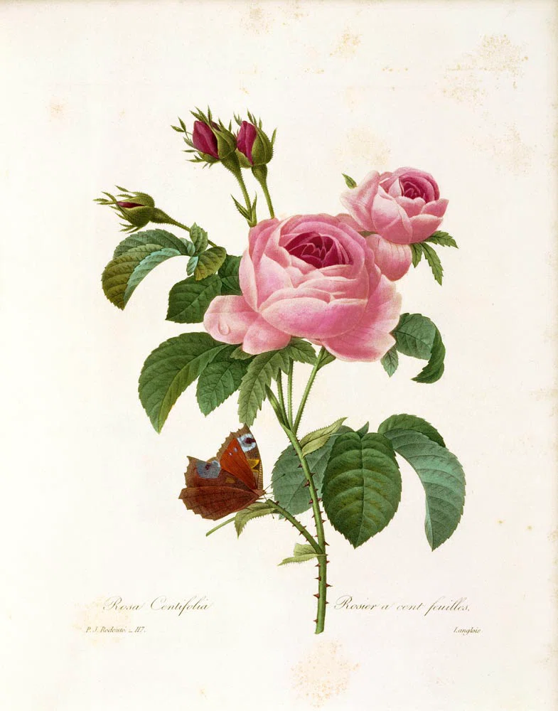 ルドゥーテ 宮廷画家が残した世界で最も美しい薔薇の花たち｜EGGSEED