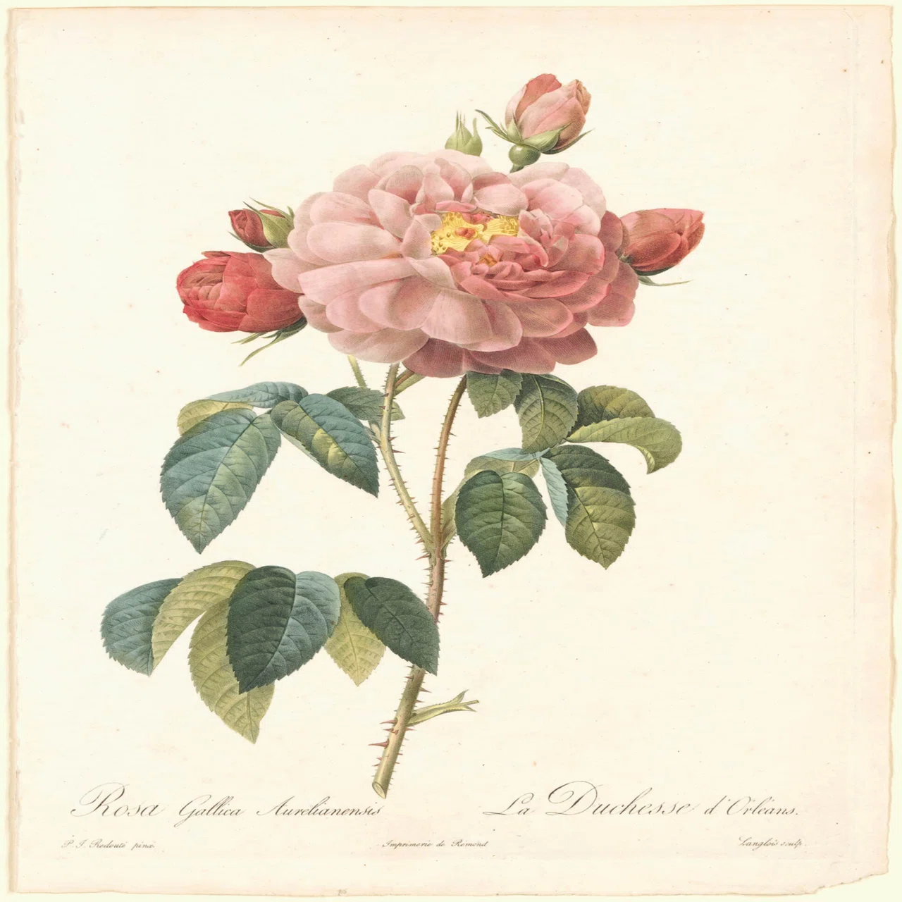 ルドゥーテ 宮廷画家が残した世界で最も美しい薔薇の花たち｜EGGSEED