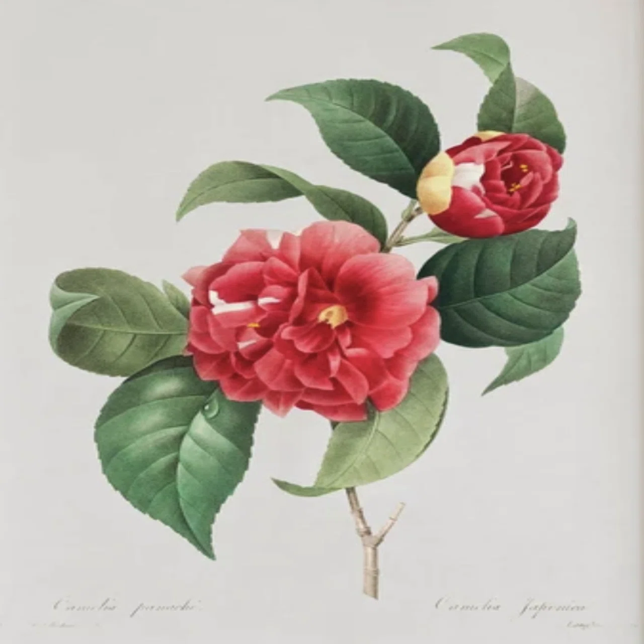 ルドゥーテ 宮廷画家が残した世界で最も美しい薔薇の花たち｜EGGSEED