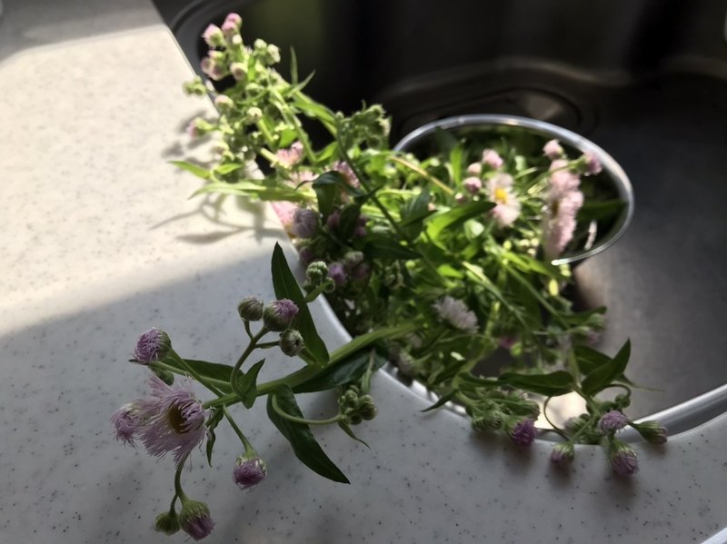 今日の生け花はハルジオン マンボウ Note