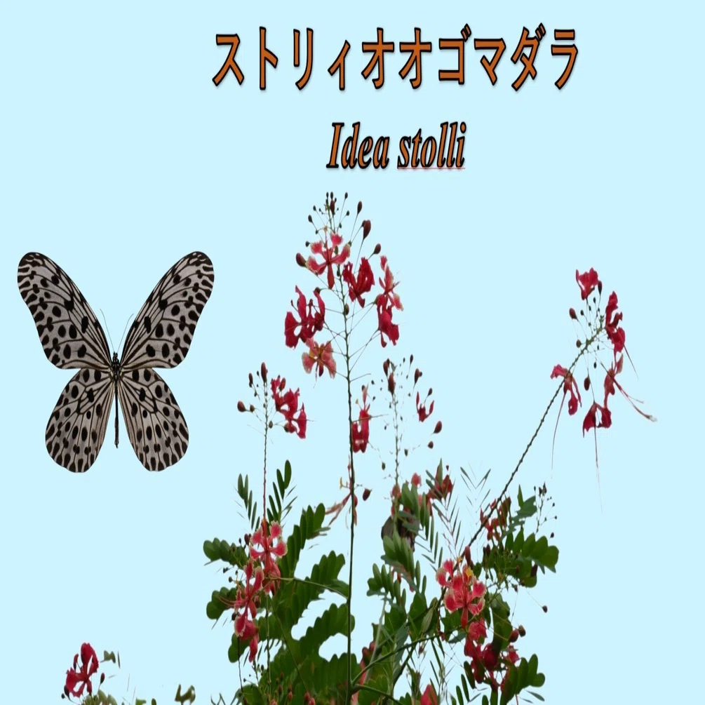 ストリィオオゴマダラ🦋 Idea stolli｜Tropical Delights Lover
